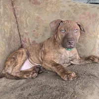 Ares, a male American Pit Bull Terrier for sale in San Jose, CA – Photo 2 of 10