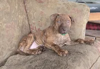 Ares, a male American Pit Bull Terrier for sale in San Jose, CA – Photo 8 of 9