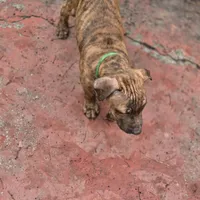 Ares, a male American Pit Bull Terrier for sale in San Jose, CA – Photo 8 of 10