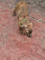 Ares, a male American Pit Bull Terrier for sale in San Jose, CA – Photo 6 of 9