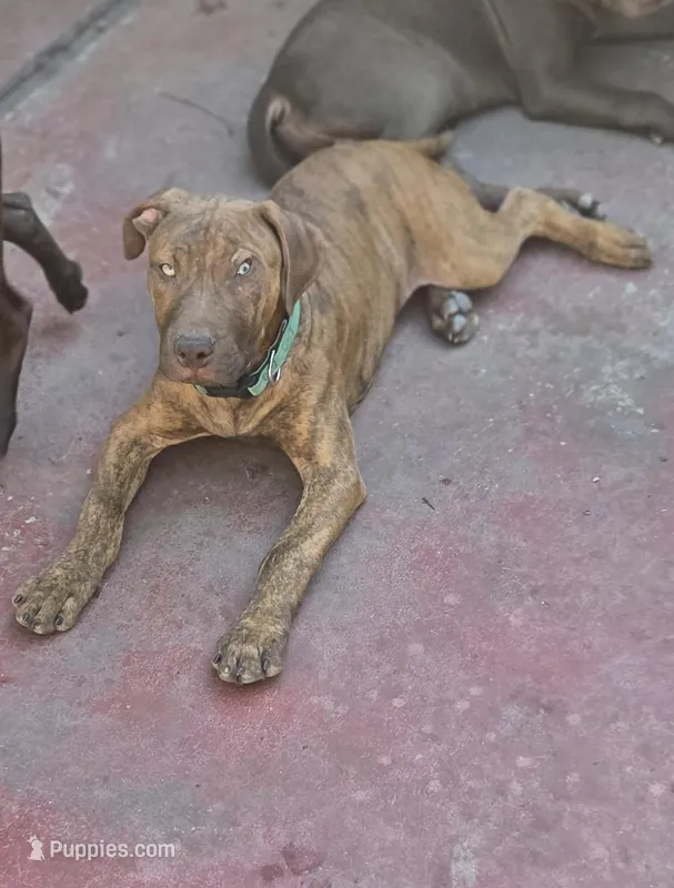 Ares – American Pit Bull Terrier puppy for sale in San Jose, CA