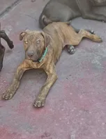 Ares, a male American Pit Bull Terrier for sale in San Jose, CA – Photo 1 of 10