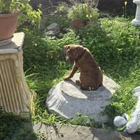 Ares, a male American Pit Bull Terrier for sale in San Jose, CA – Photo 9 of 10