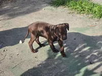 Pinkie , a female American Pit Bull Terrier for sale in San Jose, CA – Photo 9 of 9