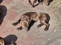 Pinkie , a female American Pit Bull Terrier for sale in San Jose, CA – Photo 4 of 9