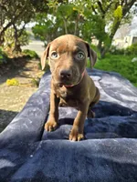 Pinkie , a female American Pit Bull Terrier for sale in San Jose, CA – Photo 5 of 9