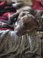 Pinkie , a female American Pit Bull Terrier for sale in San Jose, CA – Photo 3 of 9