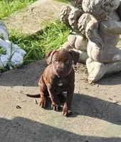 Pinkie , a female American Pit Bull Terrier for sale in San Jose, CA – Photo 6 of 9