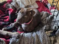 Pinkie , a female American Pit Bull Terrier for sale in San Jose, CA – Photo 1 of 9