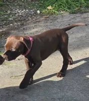Pinkie , a female American Pit Bull Terrier for sale in San Jose, CA – Photo 8 of 9