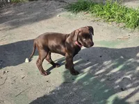 Pinkie , a female American Pit Bull Terrier for sale in San Jose, CA – Photo 7 of 9