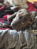 Pinkie , a female American Pit Bull Terrier for sale in San Jose, CA – Photo 2 of 9