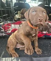 Tiger Lily, a female American Pit Bull Terrier for sale in San Jose, CA – Photo 4 of 8