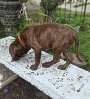 Tiger Lily, a female American Pit Bull Terrier for sale in San Jose, CA – Photo 5 of 8