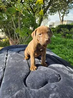 Tiger Lily, a female American Pit Bull Terrier for sale in San Jose, CA – Photo 2 of 8