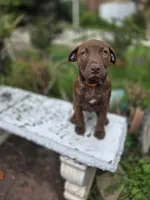 Tiger Lily, a female American Pit Bull Terrier for sale in San Jose, CA – Photo 8 of 8