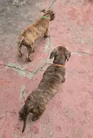 Tiger Lily, a female American Pit Bull Terrier for sale in San Jose, CA – Photo 7 of 8