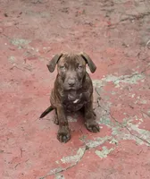 Tiger Lily, a female American Pit Bull Terrier for sale in San Jose, CA – Photo 6 of 8