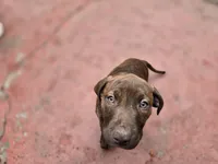 Tiger Lily, a female American Pit Bull Terrier for sale in San Jose, CA – Photo 3 of 8