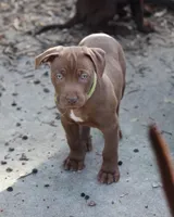 Adonis, a male American Pit Bull Terrier for sale in San Jose, CA – Photo 1 of 10