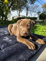 Adonis, a male American Pit Bull Terrier for sale in San Jose, CA – Photo 8 of 10