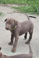 Adonis, a male American Pit Bull Terrier for sale in San Jose, CA – Photo 3 of 10