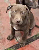 Adonis, a male American Pit Bull Terrier for sale in San Jose, CA – Photo 9 of 10