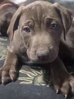 Adonis, a male American Pit Bull Terrier for sale in San Jose, CA – Photo 5 of 10