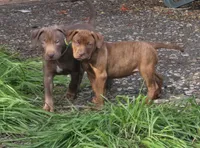 Adonis, a male American Pit Bull Terrier for sale in San Jose, CA – Photo 7 of 10