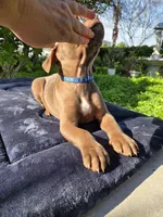 Adonis, a male American Pit Bull Terrier for sale in San Jose, CA – Photo 10 of 10