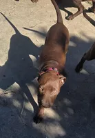 Pinkie , a female American Pit Bull Terrier for sale in San Jose, CA – Photo 8 of 10