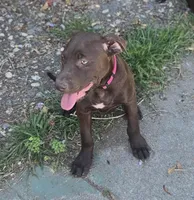 Pinkie , a female American Pit Bull Terrier for sale in San Jose, CA – Photo 9 of 10