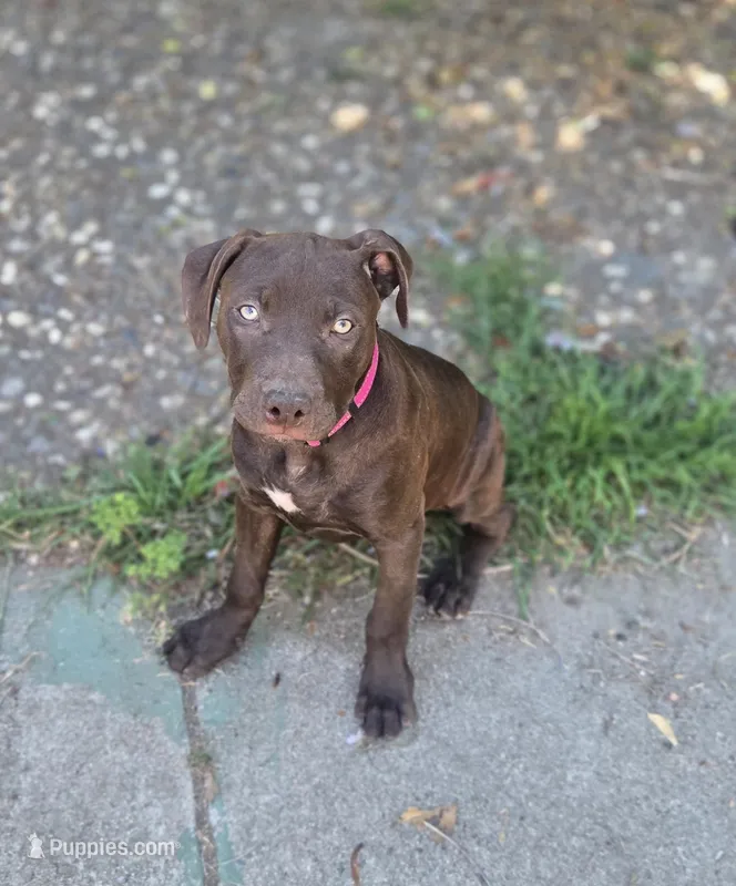 Pinkie  – American Pit Bull Terrier puppy for sale in San Jose, CA