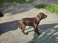 Pinkie , a female American Pit Bull Terrier for sale in San Jose, CA – Photo 5 of 10