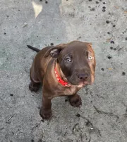 Orion, a male American Pit Bull Terrier for sale in San Jose, CA – Photo 2 of 9