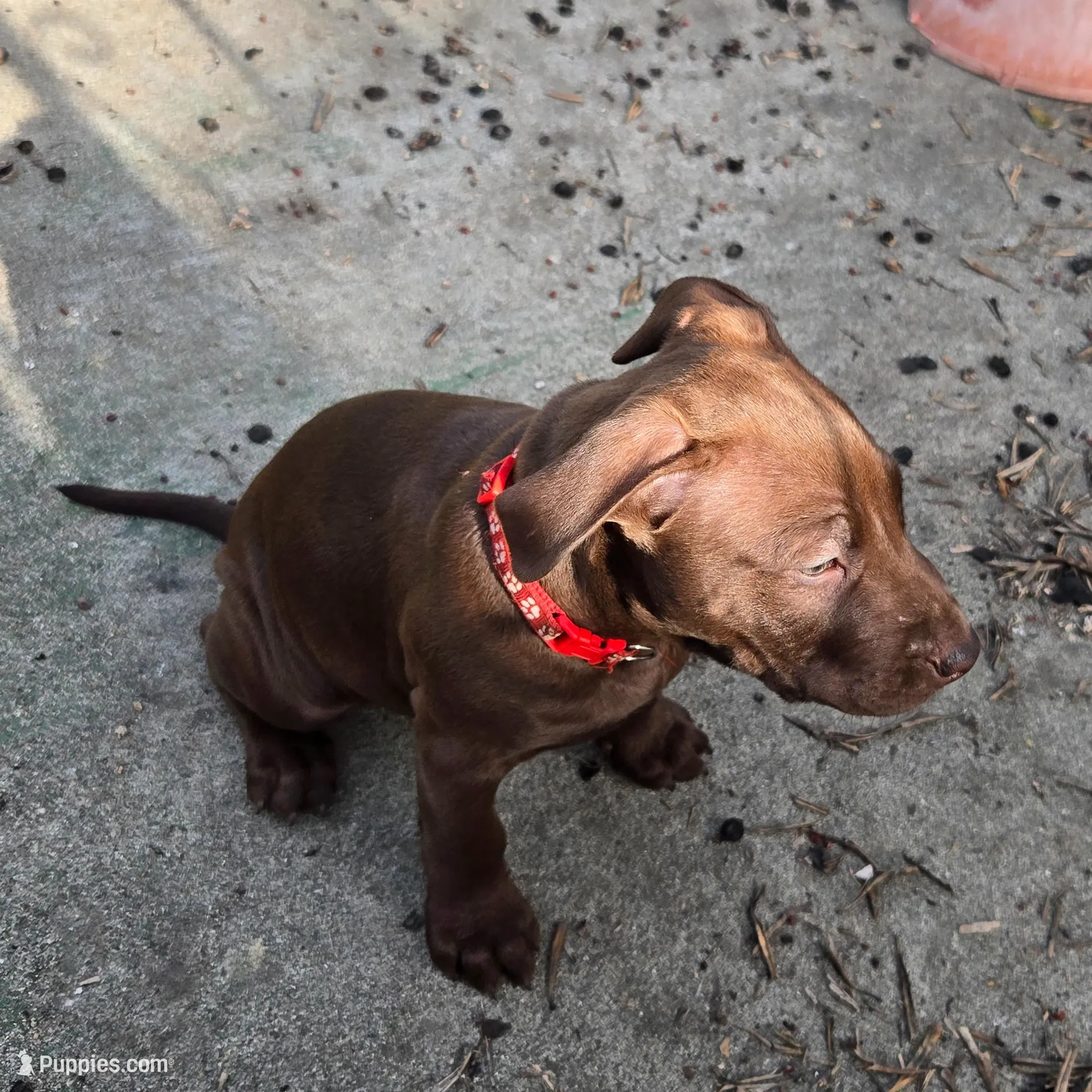 Orion, a male American Pit Bull Terrier for sale in San Jose, CA – Photo 9 of 9