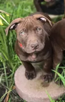 Orion, a male American Pit Bull Terrier for sale in San Jose, CA – Photo 1 of 9