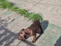 Orion, a male American Pit Bull Terrier for sale in San Jose, CA – Photo 5 of 9