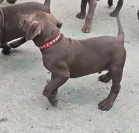 Orion, a male American Pit Bull Terrier for sale in San Jose, CA – Photo 8 of 9