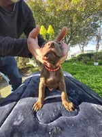 Orion, a male American Pit Bull Terrier for sale in San Jose, CA – Photo 7 of 9