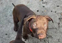 Orion, a male American Pit Bull Terrier for sale in San Jose, CA – Photo 4 of 9