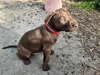 Orion, a male American Pit Bull Terrier for sale in San Jose, CA – Photo 3 of 9