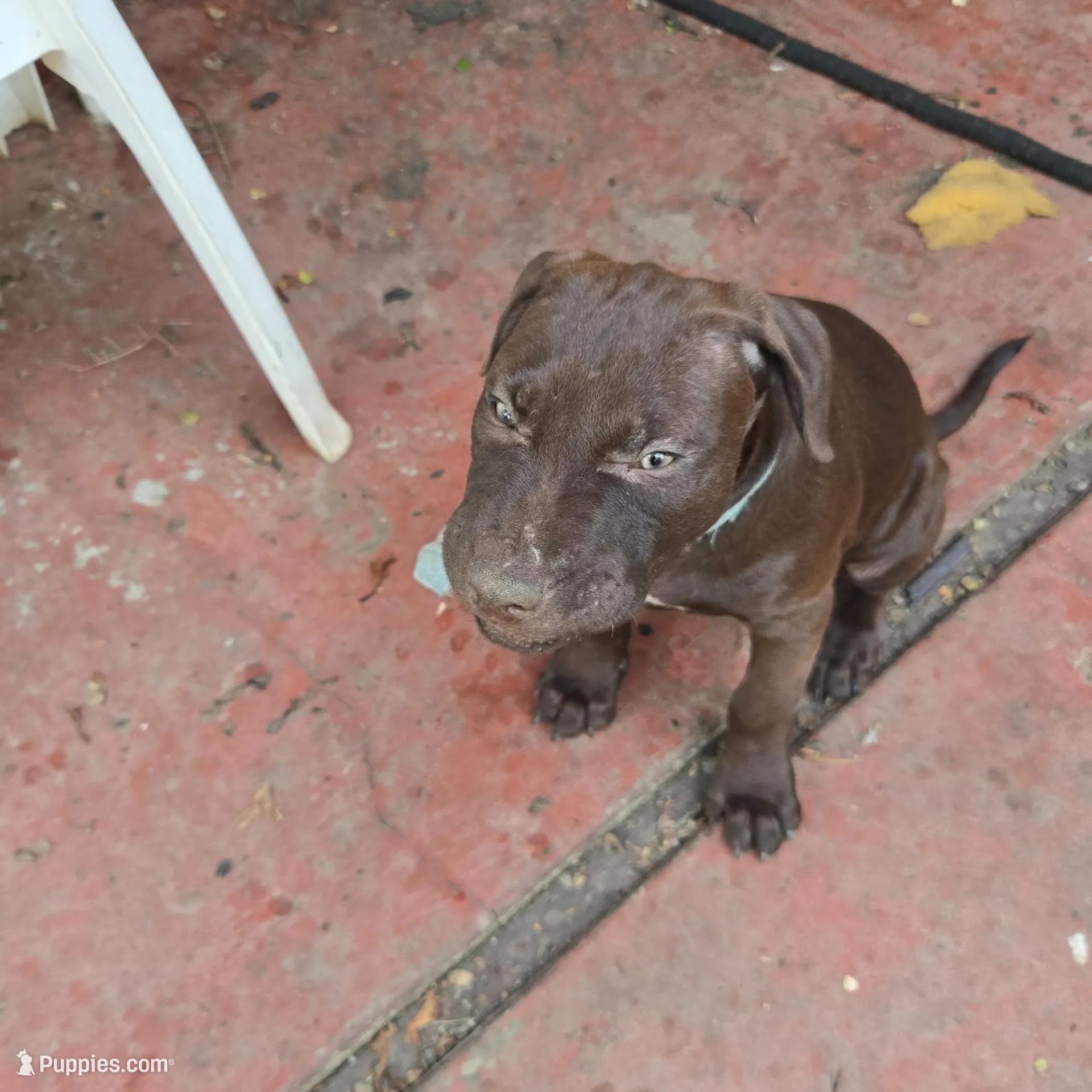 Atlas, a male American Pit Bull Terrier for sale in San Jose, CA – Photo 9 of 10