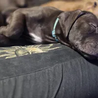 Atlas, a male American Pit Bull Terrier for sale in San Jose, CA – Photo 7 of 10