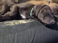 Atlas, a male American Pit Bull Terrier for sale in San Jose, CA – Photo 7 of 10