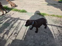 Atlas, a male American Pit Bull Terrier for sale in San Jose, CA – Photo 3 of 10