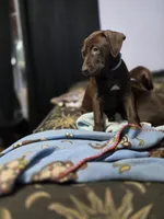 Atlas, a male American Pit Bull Terrier for sale in San Jose, CA – Photo 4 of 10