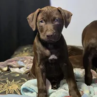 Atlas, a male American Pit Bull Terrier for sale in San Jose, CA – Photo 2 of 10