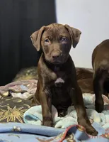 Atlas, a male American Pit Bull Terrier for sale in San Jose, CA – Photo 1 of 10