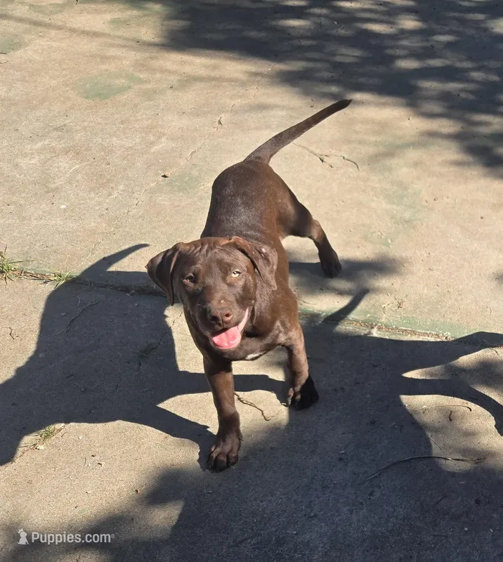 Atlas – American Pit Bull Terrier puppy for sale in San Jose, CA